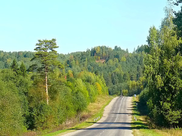 Костромские леса
