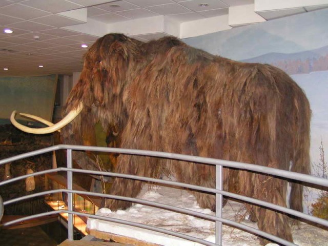 Чучело мамонта из якутского музея мамонта