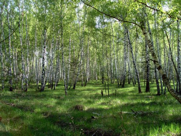 Кузьминский лесопарк: зеленые легкие ЮВАО