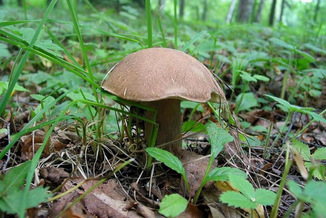 Вот такие грибы растут в Подмосковье 
