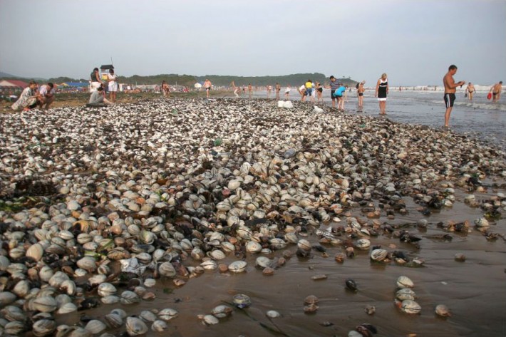 Это не манна небесная. Это моллюски, которые принес жителям Владивостока очередной тайфун