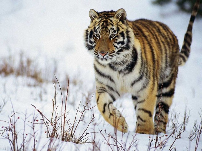 Амурский тигр — хозяин тайги