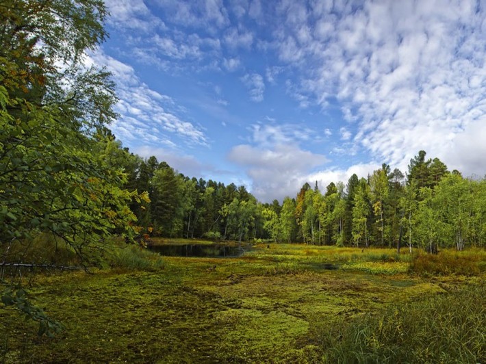 Васюганское болото — одно из самых больших болот в мире
