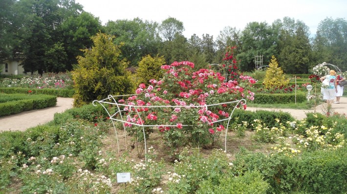 Розарий ботанического сада