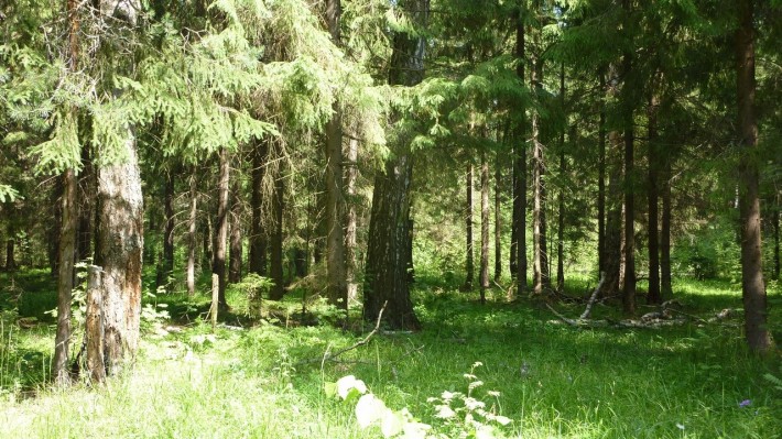 Куваевский лес в Ивановской области