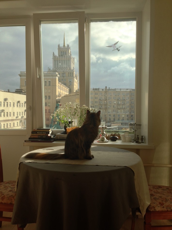 Наша кошка Катя и вид из окна
