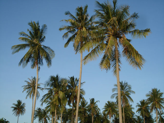 Многие соотечественники стремятся пожить подольше под пальмами Таиланда