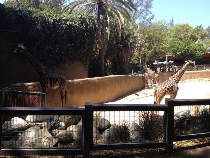 Вольер с жирафами в зоопарке Лос Анджелеса