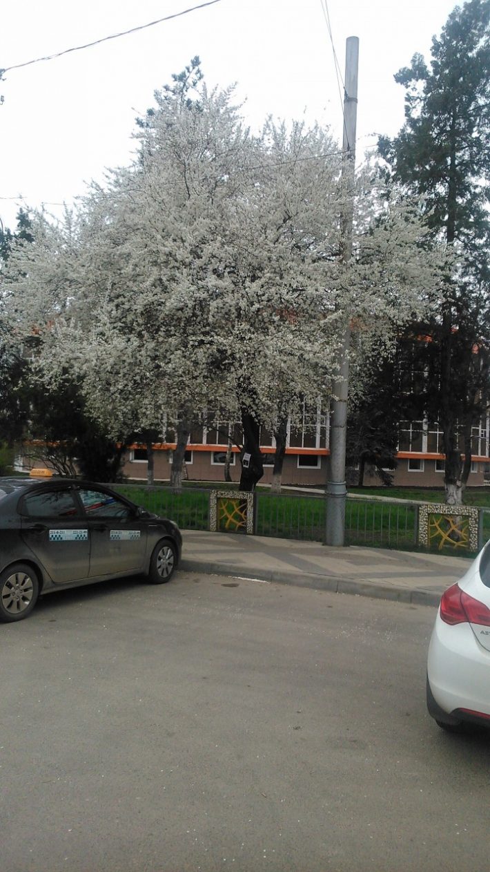 Вот так в Краснодаре цветут деревья в марте