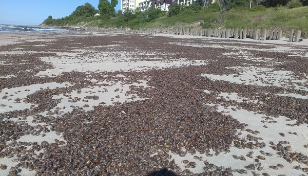 Гниющие жуки на пляжах области