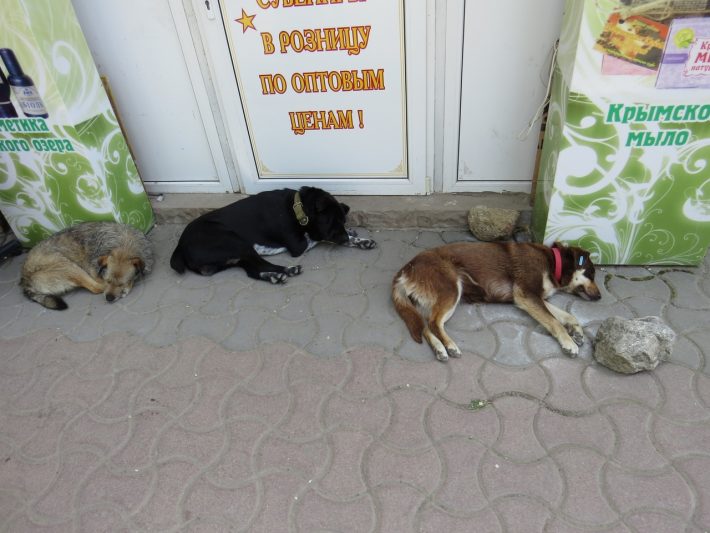 Собаки в Евпатории.