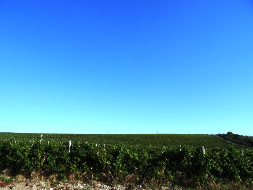Виноградники недалеко от поселка Сукко