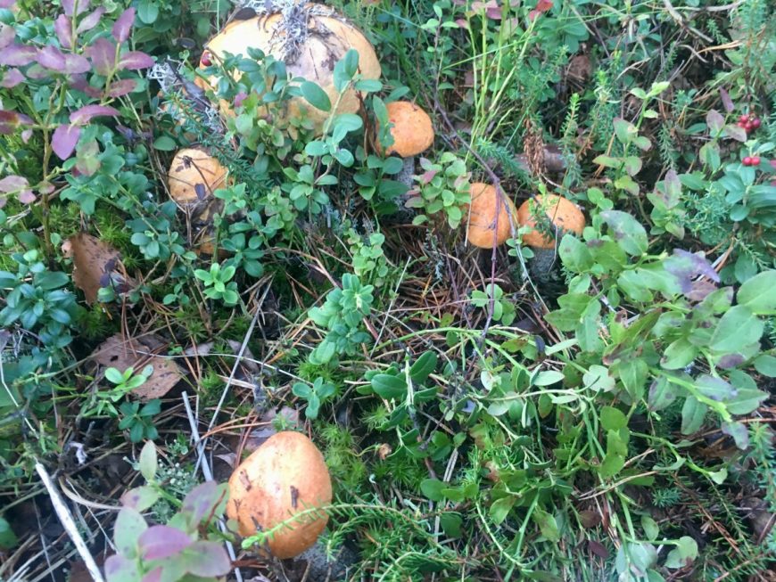 Финские грибы