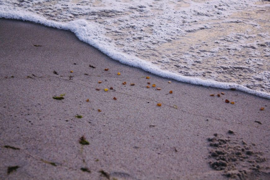 Янтарь на пляже