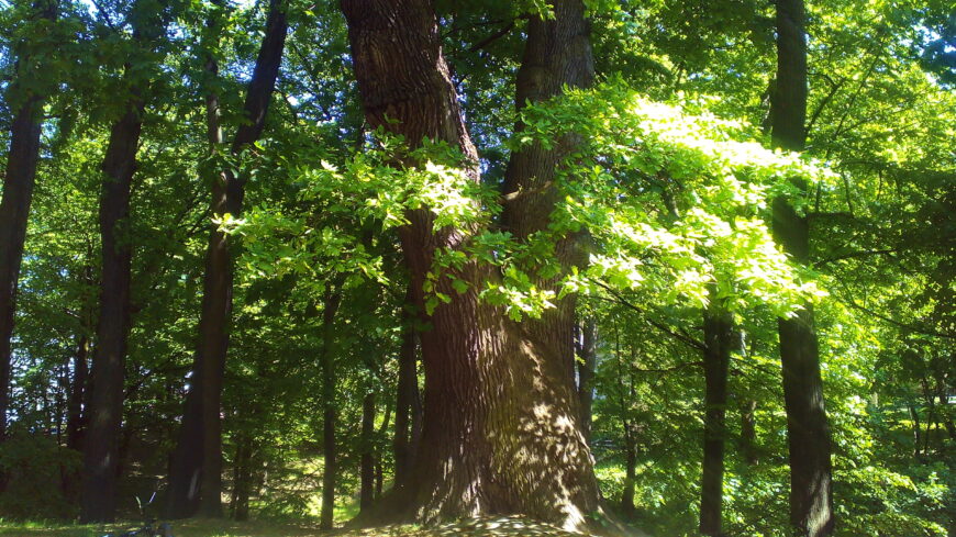 Исполинский дуб в Центральном парке