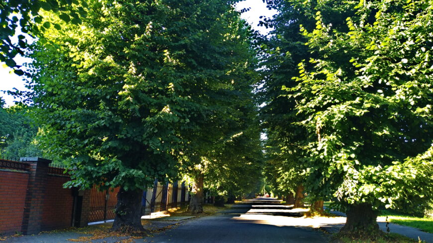 Зелёная улица