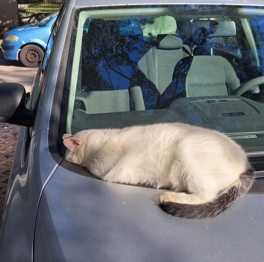 Бедные котики Черногории так они греются зимой на машинах